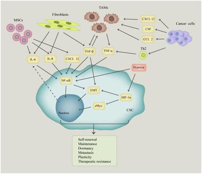 Epigenetic Signaling of Cancer Stem Cells During Inflammation